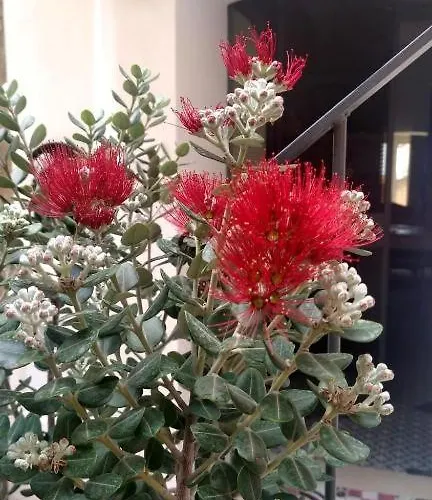 Casuzze Al Duomo Con Vista Valle Dei Templi! Apartamento *